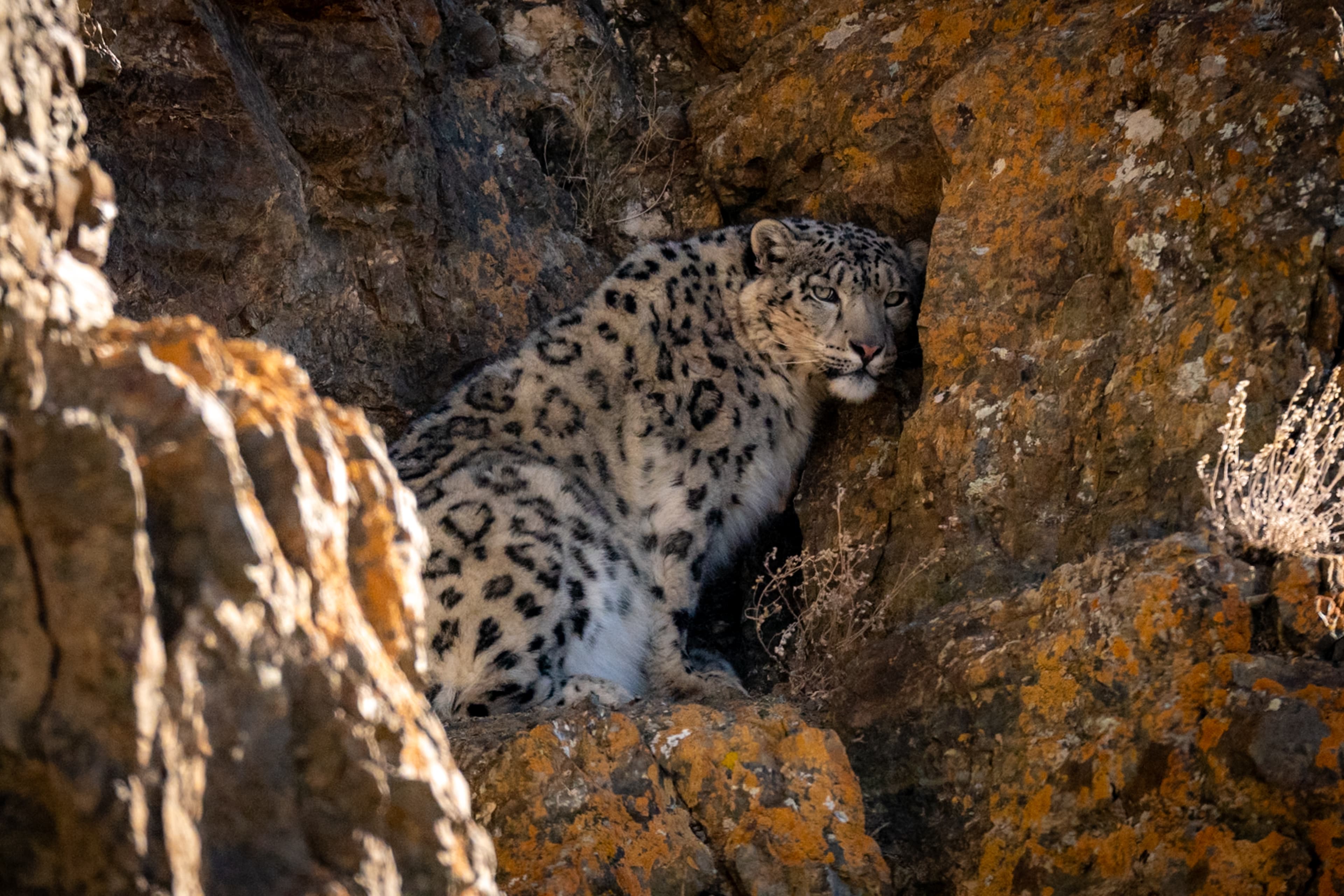Snow Leopard