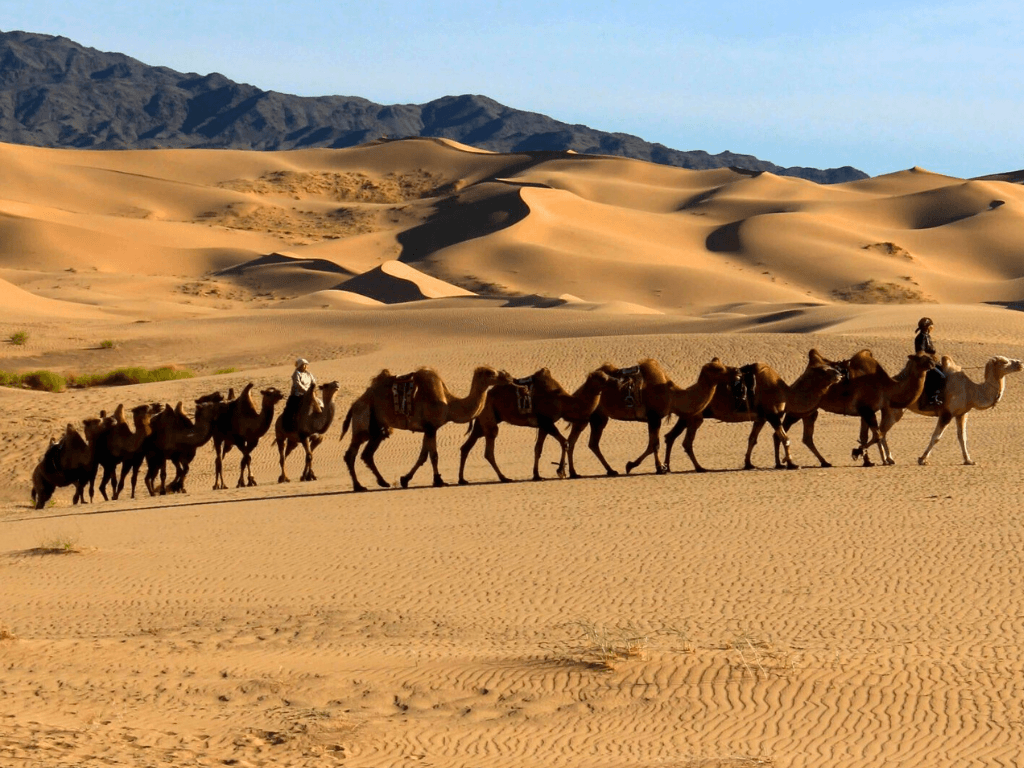 Camel Riding at Khongor Sand Dunes (July 6)